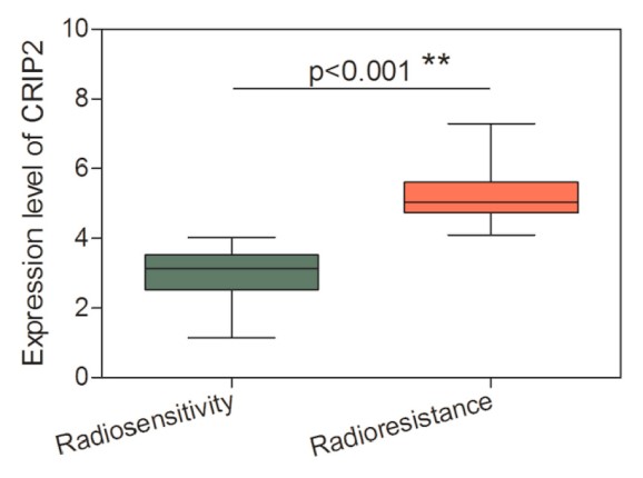 Expression of CRIP2 in patients recorded in TCGA database with radioresistance or radiosensitivity.jpg